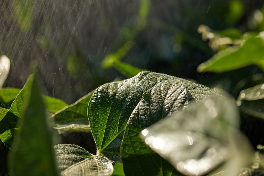 Close-up of soybean leaves being sprayed with visible, fine droplets