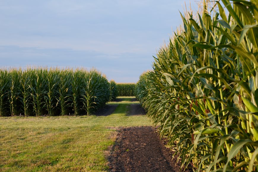 Soybean field with two people inspecting the crop in the distance.