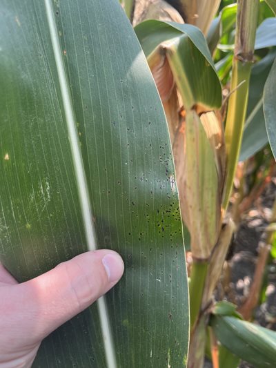 Evidence of tar spot