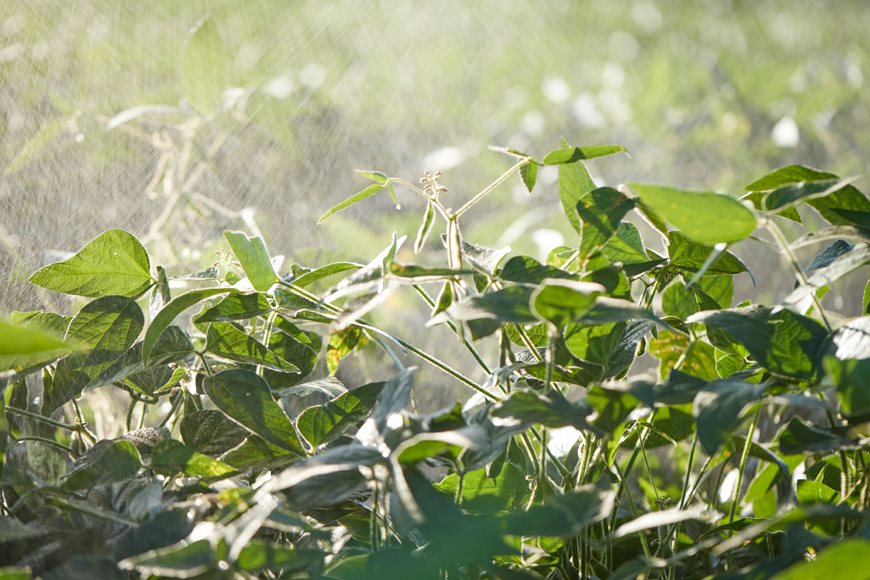 Late-season soybean plants being sprayed 