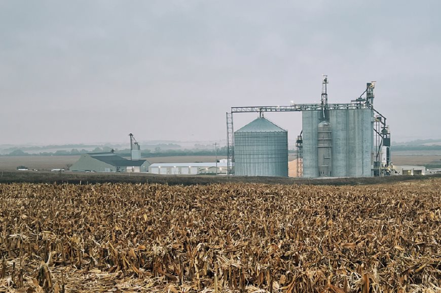 Combine harvesting corn field